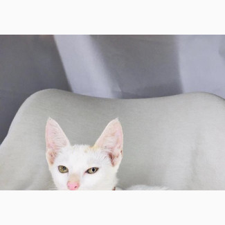 3-6 months Male Mixed Breed Turkish Van