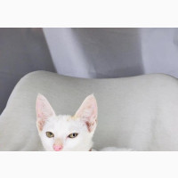 3-6 months Male Mixed Breed Turkish Van