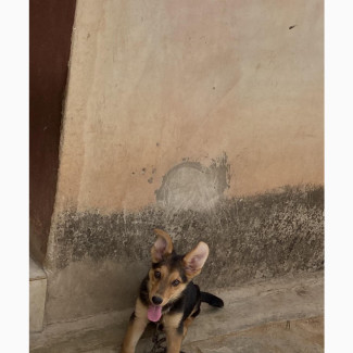1-3 months Male Purebred German Shepherd