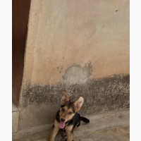 1-3 months Male Purebred German Shepherd
