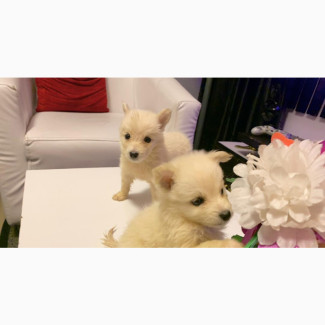 American Eskimo Puppies Available for Adoption