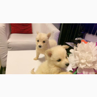 American Eskimo Puppies Available for Adoption