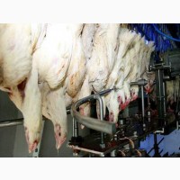 Automatic Chicken Slaughter House Machine - Brand New