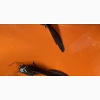Catfish Juveniles for Sale