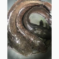 Fresh catfish 1 tonne is available for sale I#039;m Ijoko Ota, Ogun State