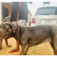 6-12 Month Female Purebred Neapolitan Mastiff
