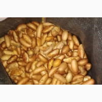 Bitter Kola (Garcinia Kola) - High Quality and Affordable
