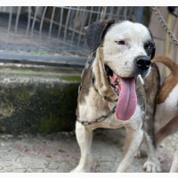 1+ year Male Purebred American Bulldog