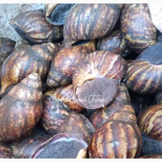 Deals With Farm Product Like: Snails Grasscutter and Rabbits