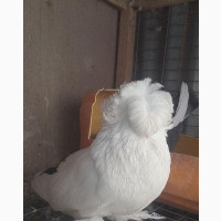 Bukhara Trumpeter Pigeons(Young)Available at Geniusfarm