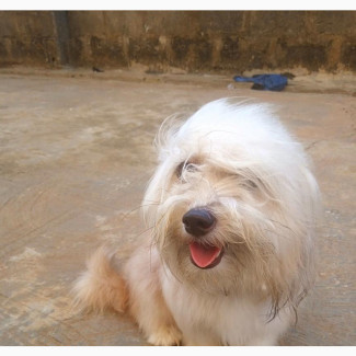 Female Lhasa Apso Mixed Breed - 6-12 months old