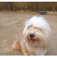 Female Lhasa Apso Mixed Breed - 6-12 months old