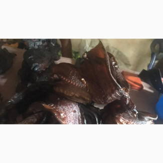 Fresh Seafood Delivered to Your Doorstep