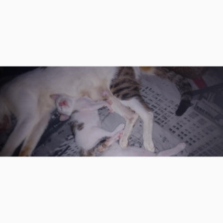 1-3 months Female Mixed Breed Ocicat