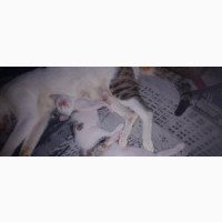 1-3 months Female Mixed Breed Ocicat