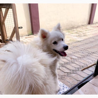 1+ year Male Purebred Samoyed