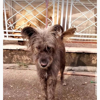 1+ year Female Mixed Breed Airedale Terrier