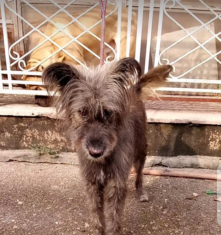 Фото 1/1. 1+ year Female Mixed Breed Airedale Terrier