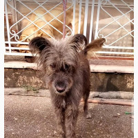 1+ year Female Mixed Breed Airedale Terrier