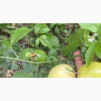 Hybrid Yellow Passion Fruit