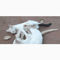 6-12 months Male Mixed Breed American Wirehair