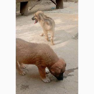 Caucasian Shepherd Puppies - Smart and Affordable
