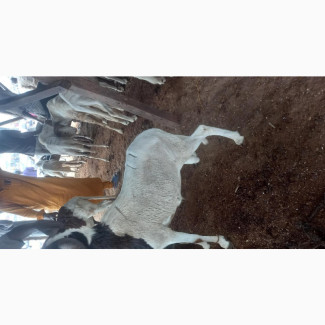 Big Healthy Rams (Agbo)