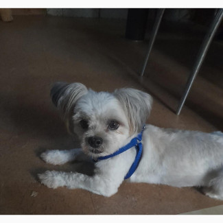 Male Purebred Lhasa Apso for Stud Services