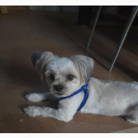 Male Purebred Lhasa Apso for Stud Services