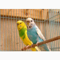 Male Budgies Parakeet - Young Parrot for Sale