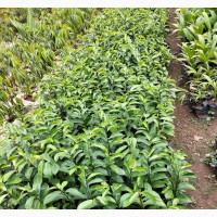 Soursop Tree Seedling
