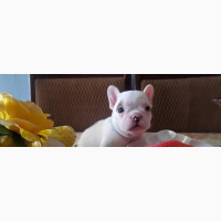 French Bulldog - 1-3 months Male Purebred