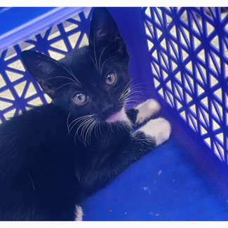 Adorable Female Kitten - 1-3 Months Old