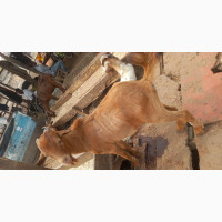 Medium Sized Hausa Goat Meat