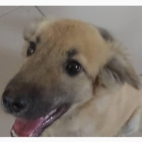 1-3 months Male Mixed Breed German Shepherd