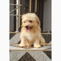 6-12 months Male Purebred Tibetan Spaniel
