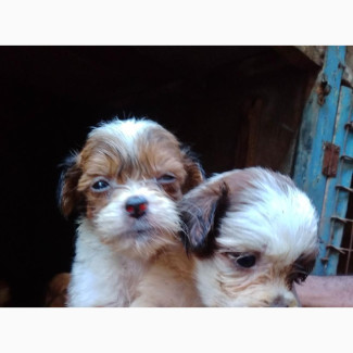 Lhasa Apso Puppies Available for Adoption