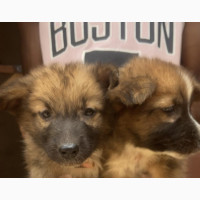 0-1 month Male Purebred Dog