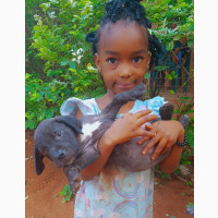 0-1 month Female Purebred Boerboel