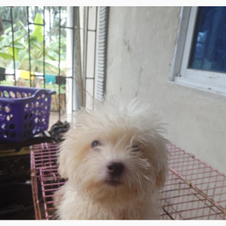 1-3 months Female Purebred Lhasa Apso