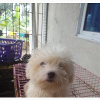 1-3 months Female Purebred Lhasa Apso