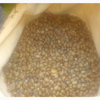 Miracle Seed for Flat Tummy and Weight Loss - Wholesale and Retail Available