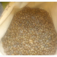 Miracle Seed for Flat Tummy and Weight Loss - Wholesale and Retail Available