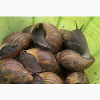 Our Oven Dried Snail Is Hygenically Prepared