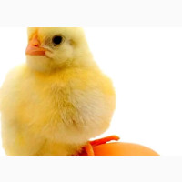 Day Old Broilers, Noilers And Special Cockerels Available