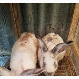 Good Breed Foreign Rabbits for Sale