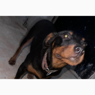 Female Purebred Rottweiler Puppy for Sale - Bella