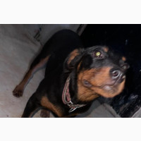 Female Purebred Rottweiler Puppy for Sale - Bella