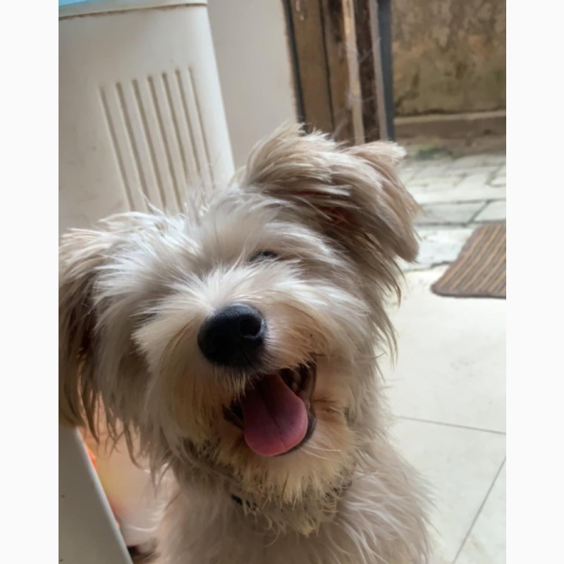 Фото 1/1. 3-6 months Male Mixed Breed Lhasa Apso