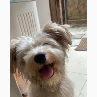 3-6 months Male Mixed Breed Lhasa Apso